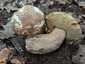 Nyári vargánya (Boletus reticulatus), Budai-hegység